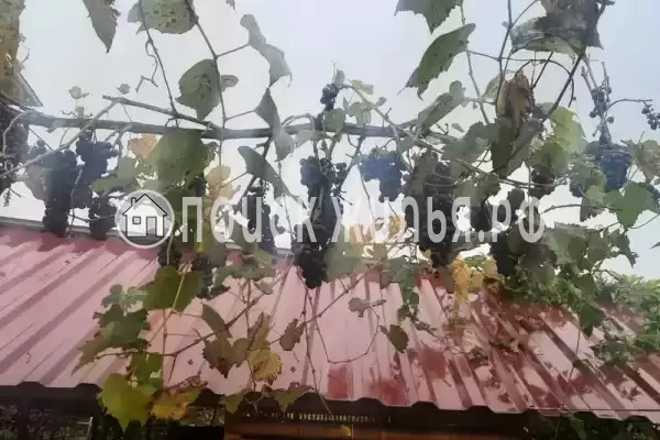 Гостевой дом «Цандрипш», Цандрипш