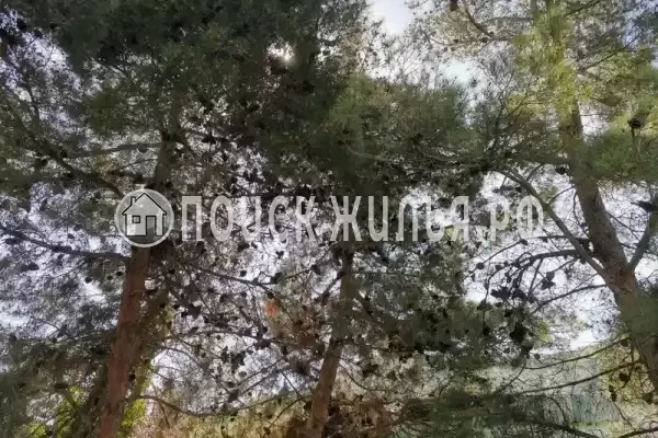 «Eco botanica», Судак «Eco botanica», Судак