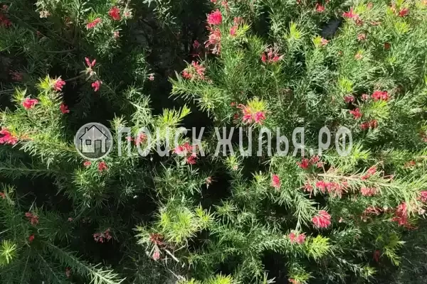 «Московский», Вардане