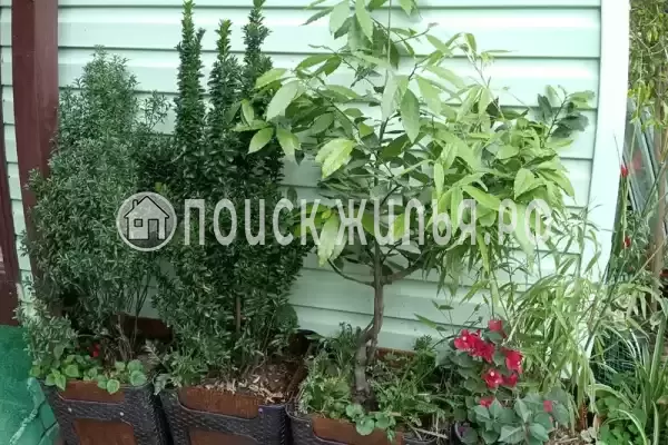 «Маргарита», Лоо