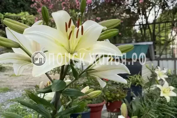 Гостевой дом «Райский Сад», Лдзаа Гостевой дом «Райский Сад», Лдзаа