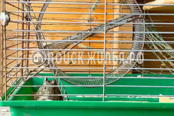 «Волшебная лампа», Евпатория