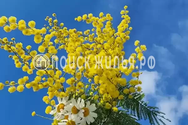 Гостевой дом «Таруса», Новый Афон