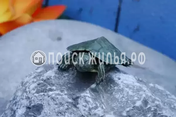 «Алита», Кучугуры