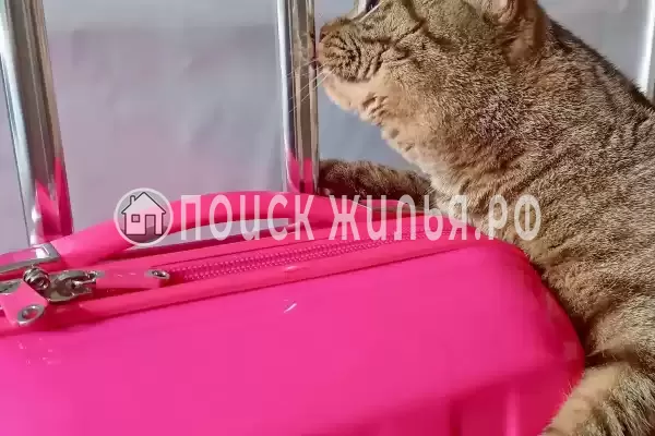 Отель «Грин Грейп SyncotelHome», Санкт-Петербург