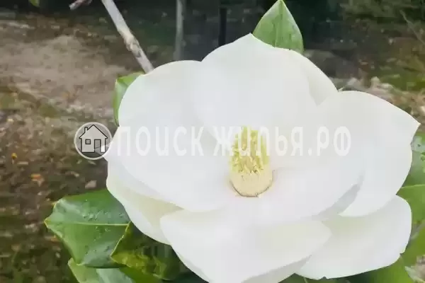 Частный сектор «Дом У Анджелы», Гагра Частный сектор «Дом У Анджелы», Гагра