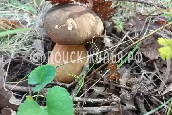 Гостевой дом «Бриллиант», Сухум