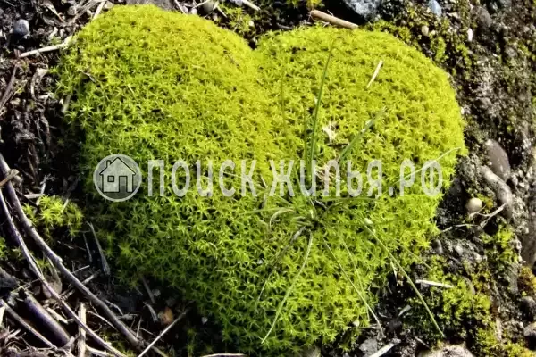 Гостевой дом «Бриллиант», Сухум