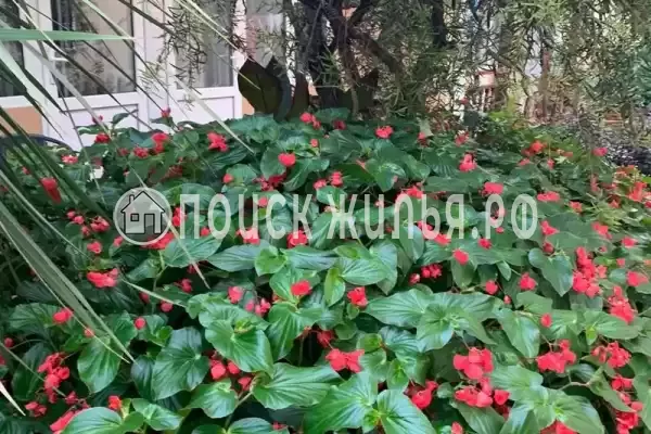 «У Ирина», Адлер