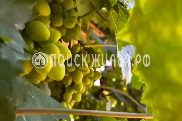 «Oasis», Кабардинка