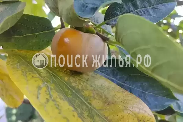 Частный сектор «Малиновая, 10», Севастополь