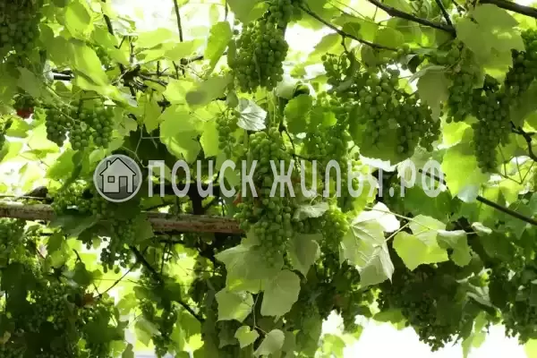 «Диана», Адлер «Диана», Адлер