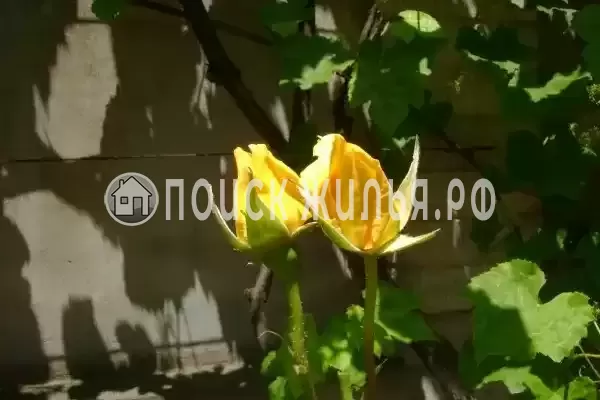 «Итинисан», Адлер «Итинисан», Адлер