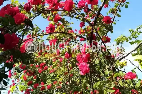 «Итинисан», Адлер «Итинисан», Адлер