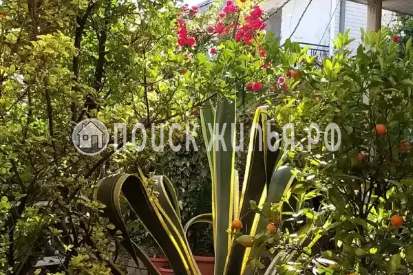 «Итинисан», Адлер «Итинисан», Адлер