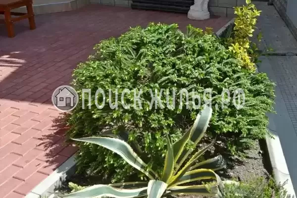 «Итинисан», Адлер «Итинисан», Адлер