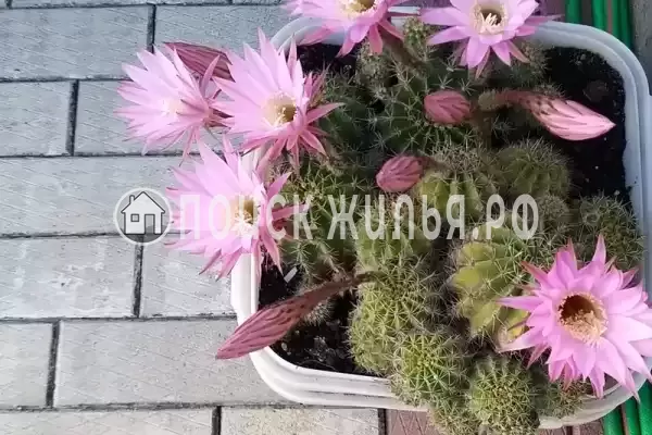 «Итинисан», Адлер «Итинисан», Адлер