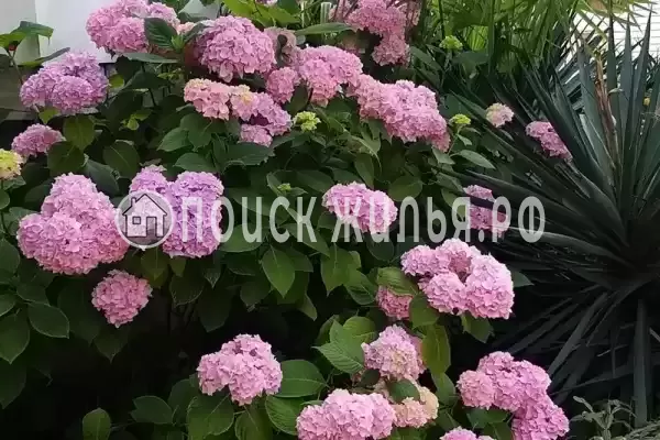 «Итинисан», Адлер «Итинисан», Адлер