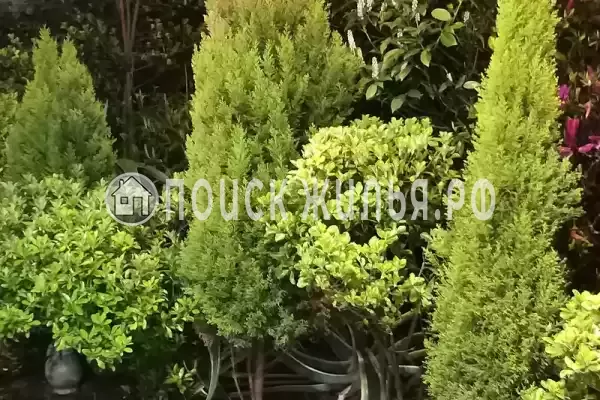 «Итинисан», Адлер «Итинисан», Адлер