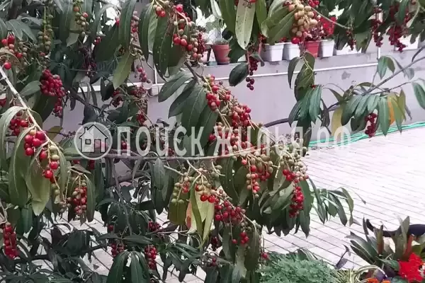 «Итинисан», Адлер «Итинисан», Адлер