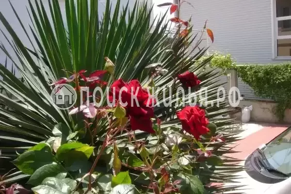 «Итинисан», Адлер «Итинисан», Адлер