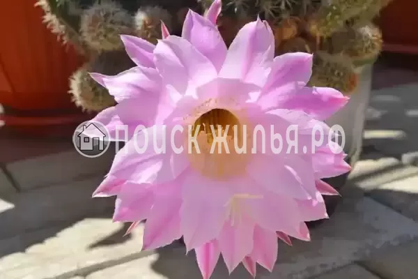 «Итинисан», Адлер «Итинисан», Адлер