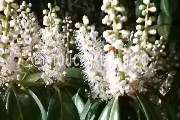 «Итинисан», Адлер «Итинисан», Адлер