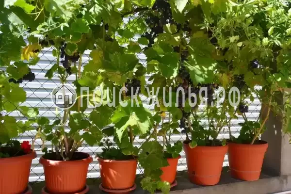 «Итинисан», Адлер «Итинисан», Адлер