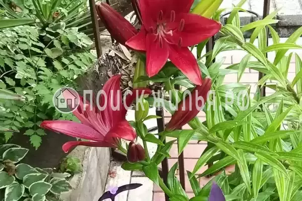 «Итинисан», Адлер «Итинисан», Адлер