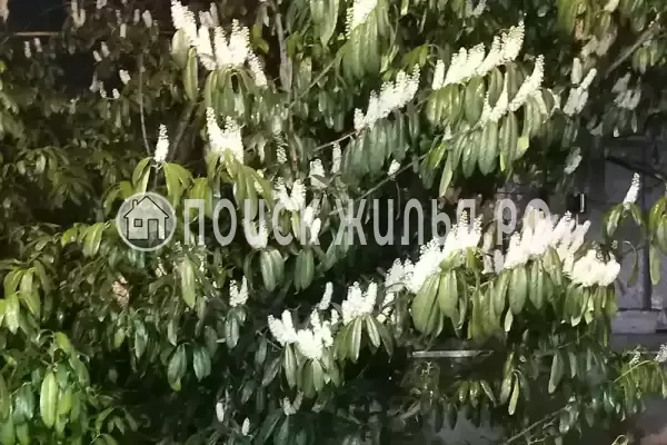 «Итинисан», Адлер «Итинисан», Адлер