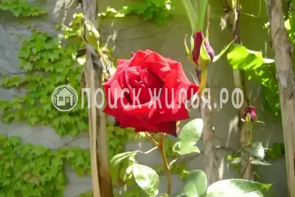 «Итинисан», Адлер «Итинисан», Адлер