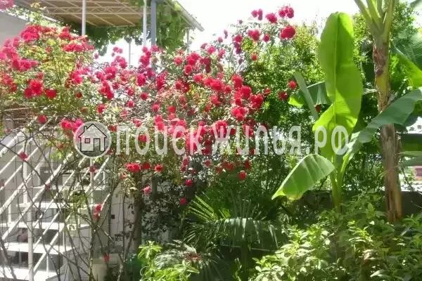 «Итинисан», Адлер «Итинисан», Адлер