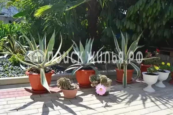 «Итинисан», Адлер «Итинисан», Адлер