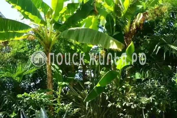 «Итинисан», Адлер «Итинисан», Адлер