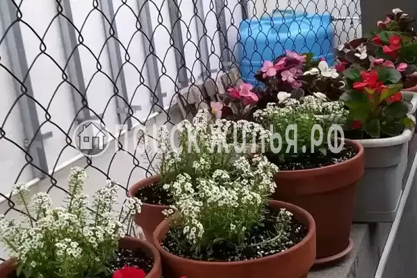 «Итинисан», Адлер «Итинисан», Адлер