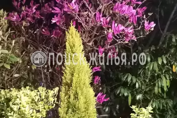 «Итинисан», Адлер «Итинисан», Адлер