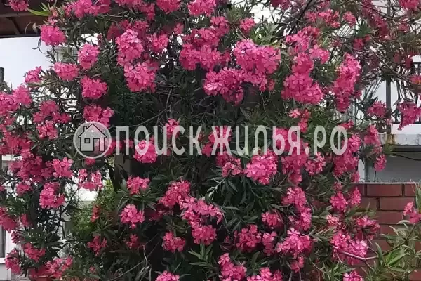 «Итинисан», Адлер «Итинисан», Адлер