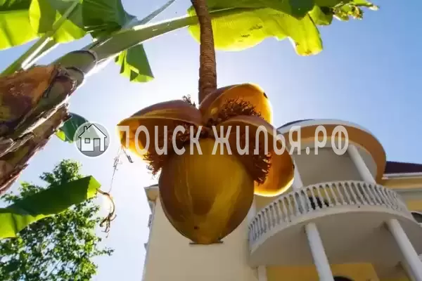 «Рената», Адлер