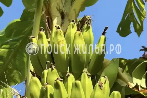 «Зеленый рай», Солоники «Зеленый рай», Солоники