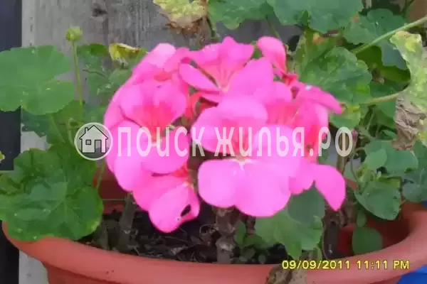 Частный сектор «Изюминка», Лоо