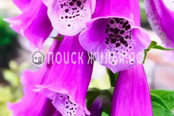 Гостевой дом «Diverona», Дивноморское