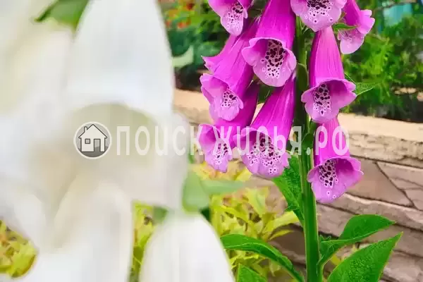 Гостевой дом «Diverona», Дивноморское