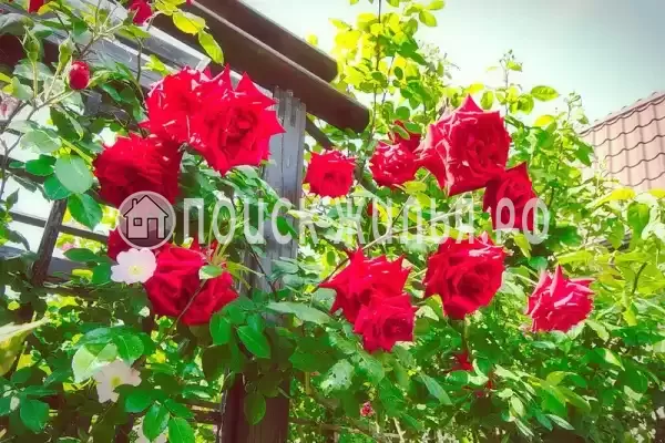 Гостевой дом «Diverona», Дивноморское