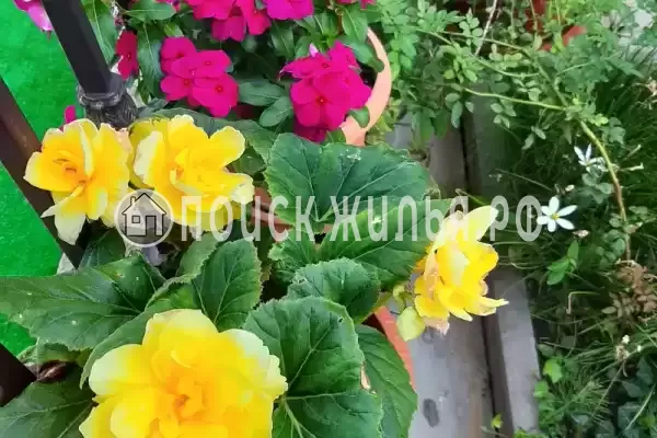 Гостиница «Лили», Лоо Гостиница «Лили», Лоо