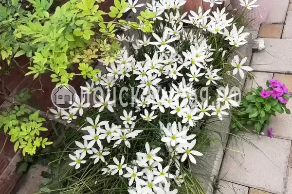 Гостиница «Лили», Лоо Гостиница «Лили», Лоо