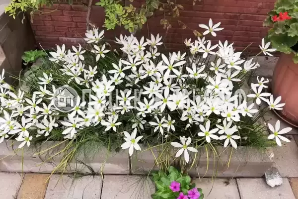 Гостиница «Лили», Лоо Гостиница «Лили», Лоо