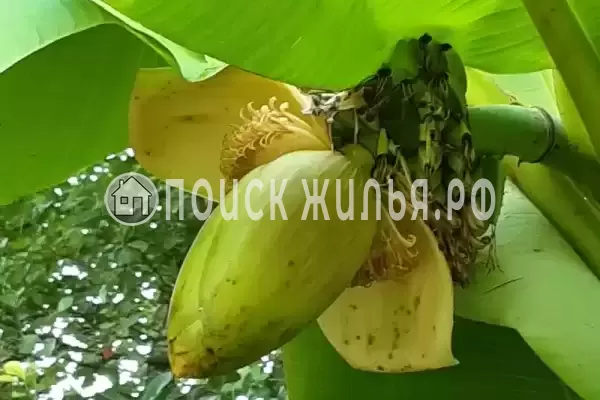 Гостиница «Лили», Лоо Гостиница «Лили», Лоо