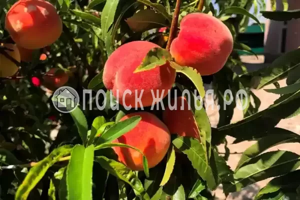 Гостевой дом «У моря», Береговое Гостевой дом «У моря», Береговое