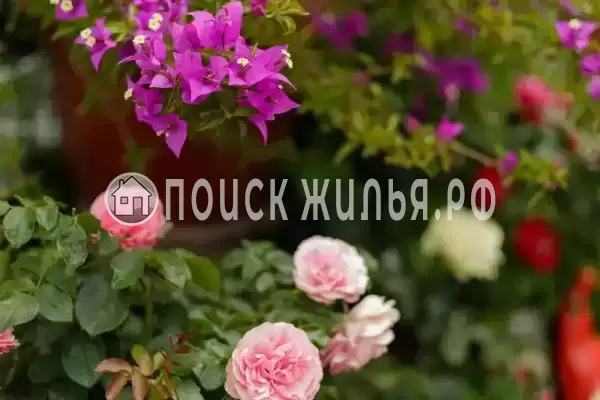 Частный сектор «Оазис», Джубга