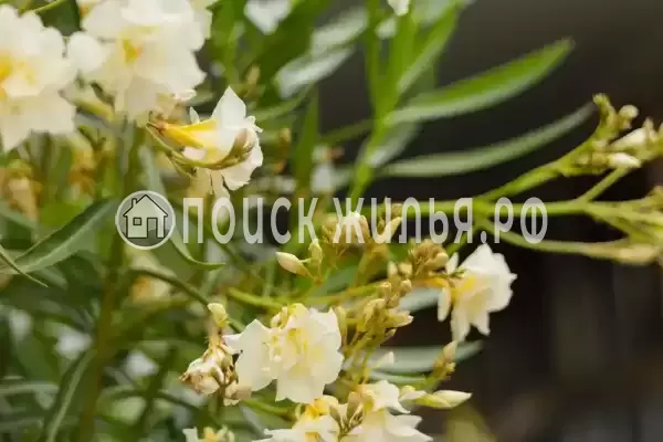 Частный сектор «Оазис», Джубга